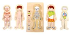 Alternative view of Small Foot kihiline pusle - Anatoomiapoiss